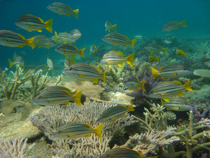 A school of stripey snapper, Lutjanus carpotonatus, on the Great Barrier Reef