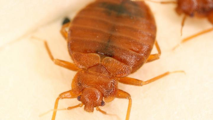 <i>Cimex lectularius</i>