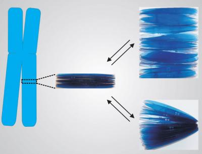 The Multilayer Planar Structure of Chromatin Explains the Self-Healing Capacity of Chromosomes