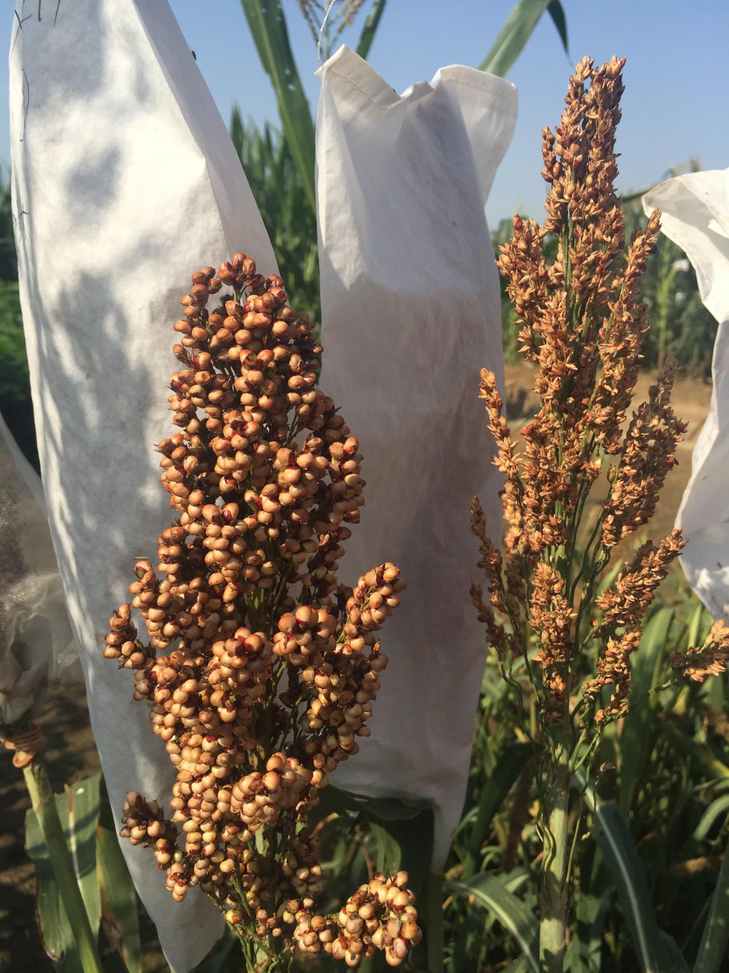 Sorghum and Bird Preference