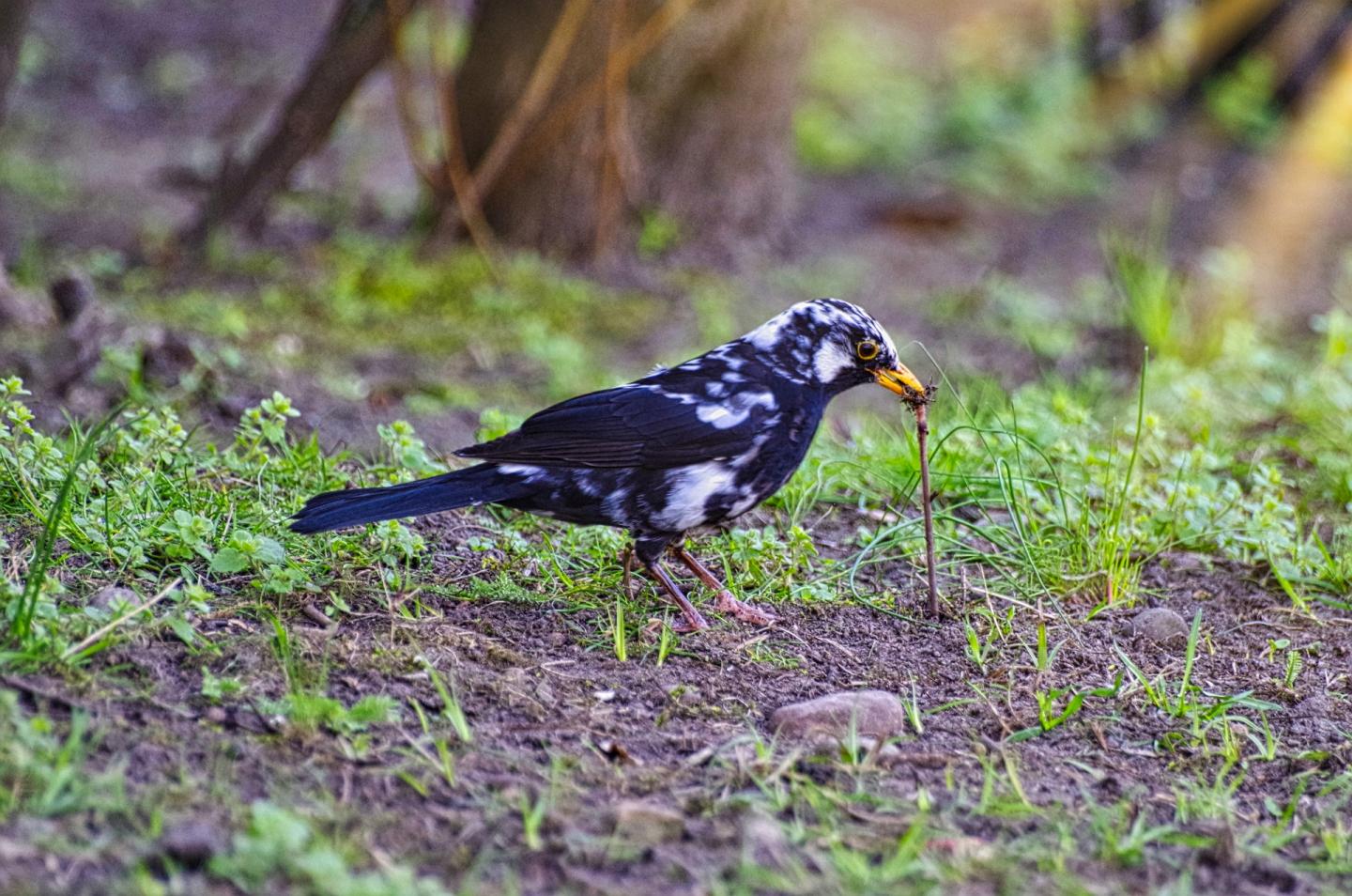 Bird Pulling Earthworm