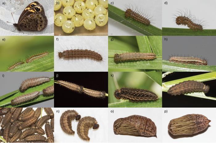 Photographs of the life stages of Dira clytus clytus taken during its rearing