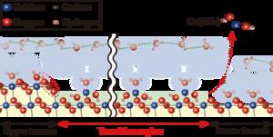 Fig.2 A model of the formation and stabilisation mechanism of the transition region.