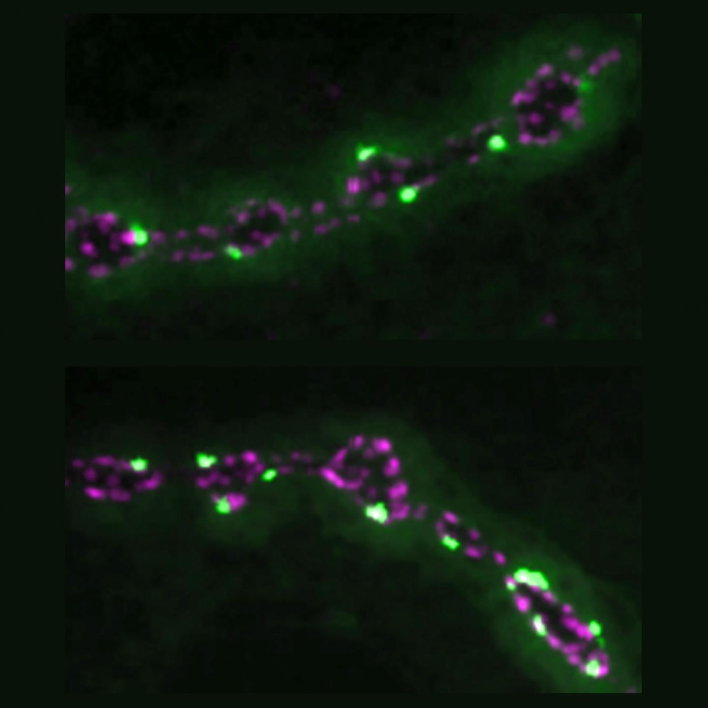 Synapses at work