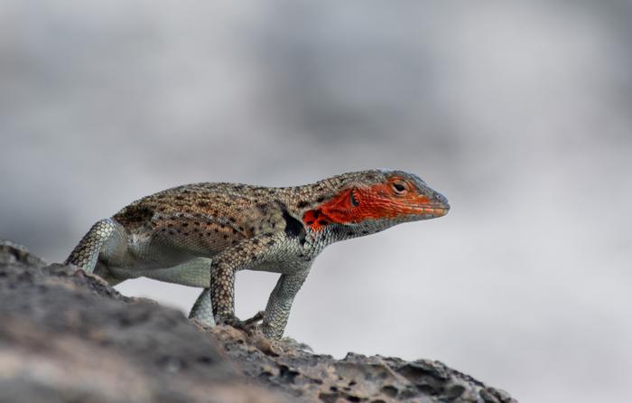 Female Lizard