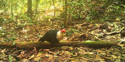 White-breasted Guineafowl