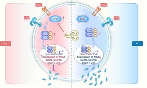 Lrrk2 promotes M1 macrophage polarization by enhancing signal transducer and activator of transcription 1 (STAT1) signaling