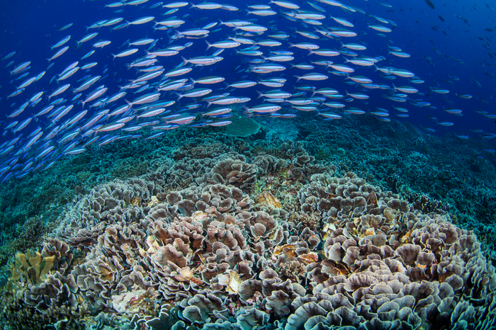 Sonorol Island coral reefs
