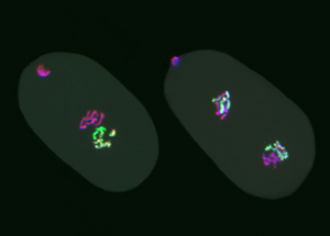 C. elegans embryos