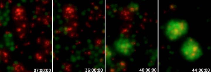 B Cell-To-Macrophage Transdifferentiation