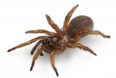 Myrmekiaphila tigris Fe [IMAGE] EurekAlert! Science News Releases