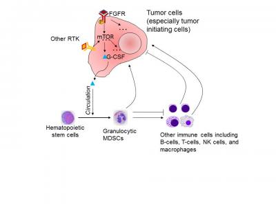 Breast Cancer Cells Use mTOR Signaling to Recruit Suppressor Cells to Promote Tumor Growth