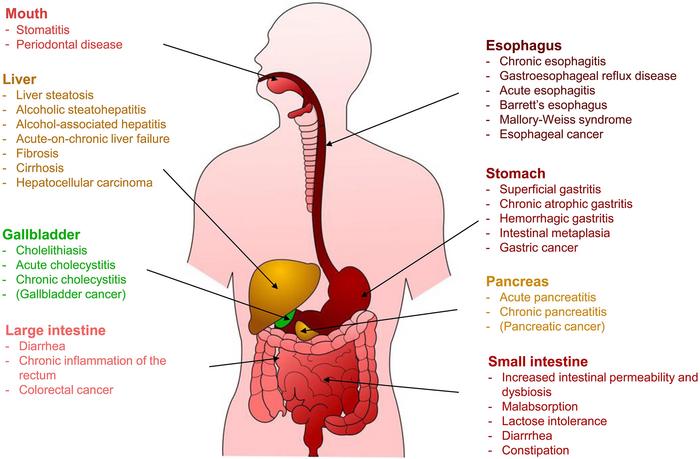 Acute and chronic pathological effects of ethanol on the digestive system