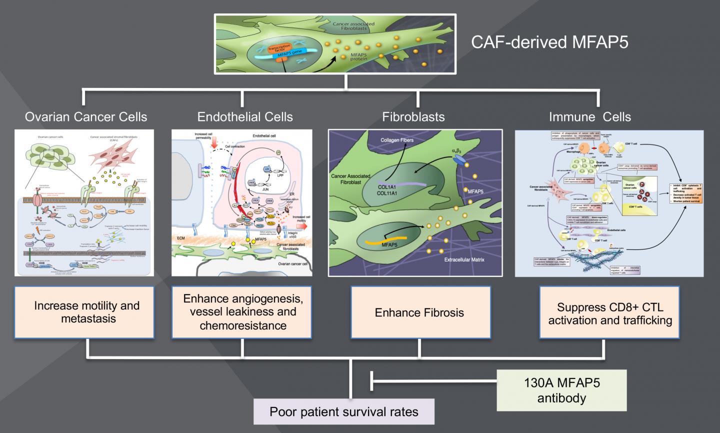 CAF-derived MFAP5