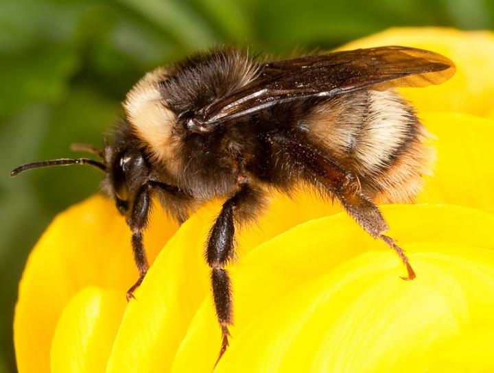 Bombus occidentalis