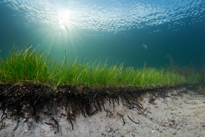 Seagrass with roots