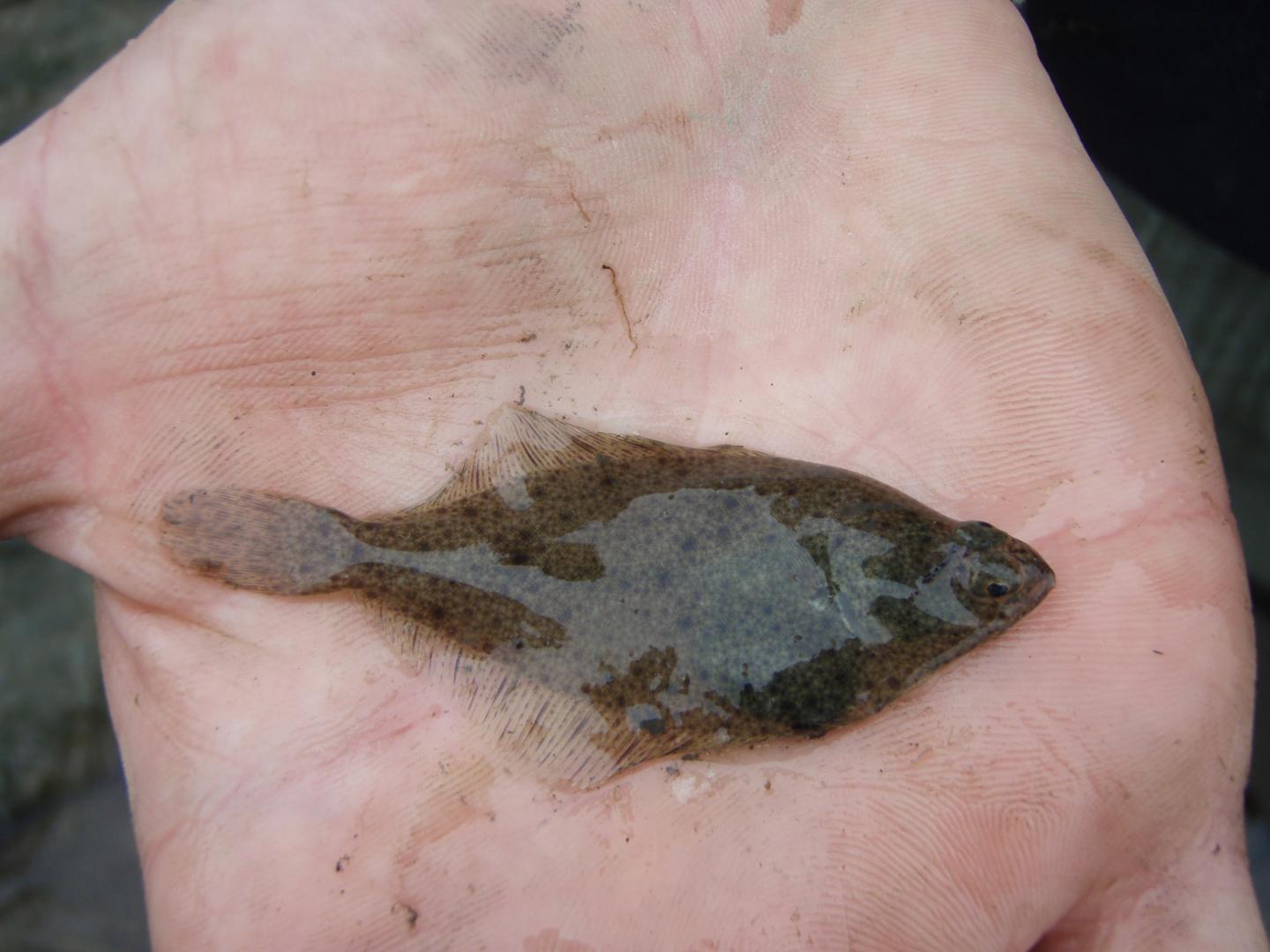 Juvenile English Sole [IMAGE] EurekAlert! Science News Releases