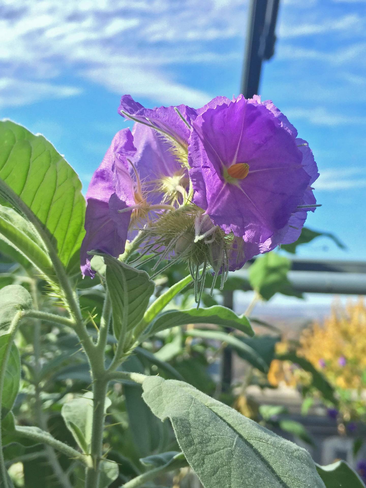 Flowering Individual