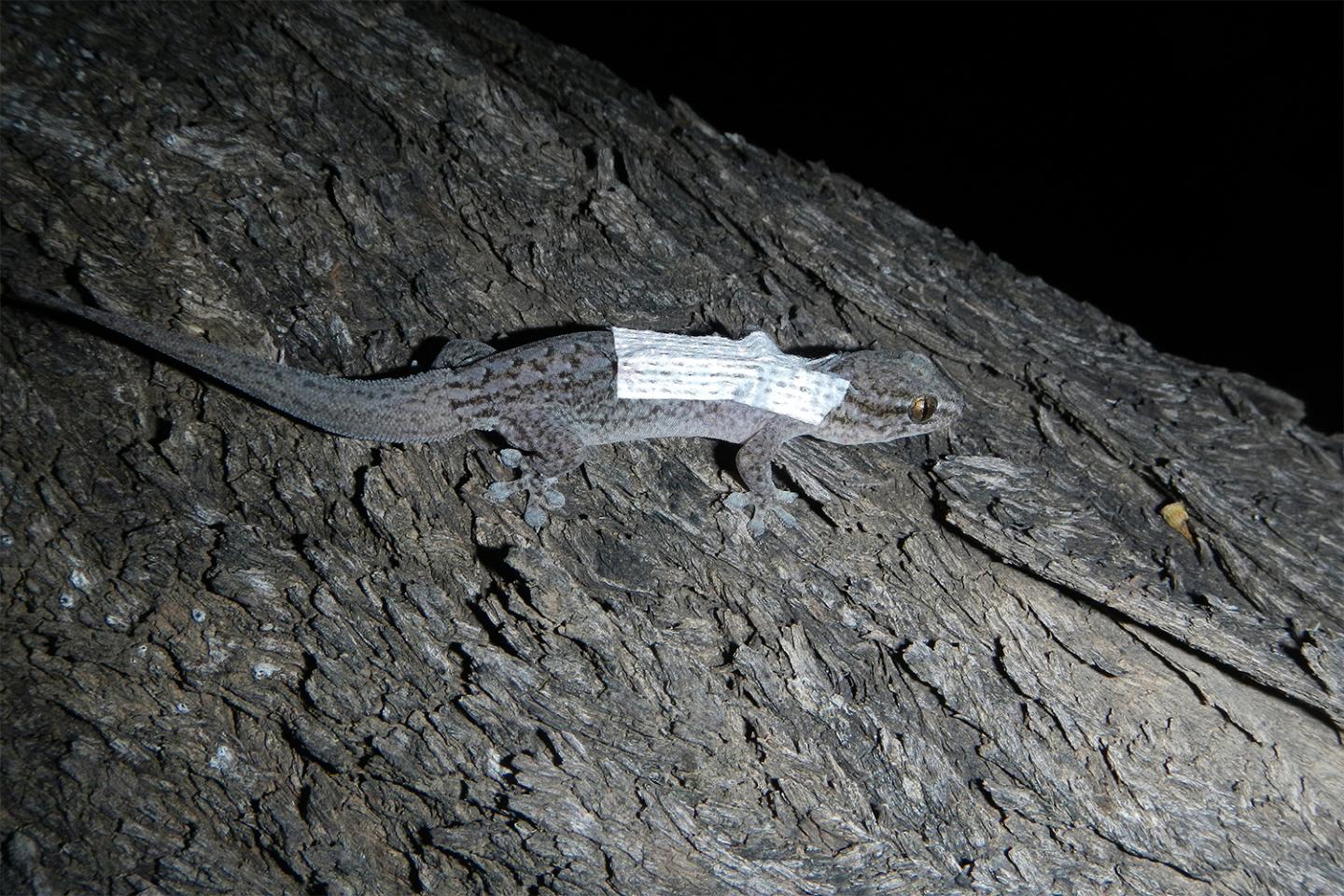 Photo1 An adult Gecko