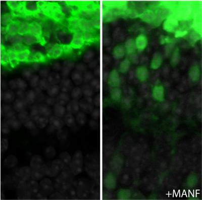 MANF Enhances Stem Cell Integration