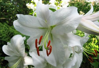 Asiatic Lily