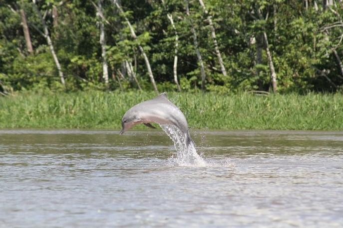 River Dolphins Are Declining Steeply in the Amazon Basin