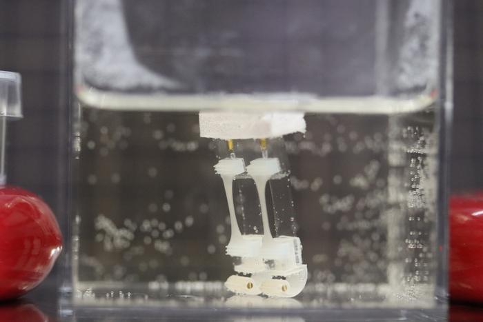 Scientists Design a Two-Legged Robot Powered by Muscle Tissue