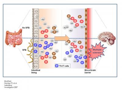 The Gut-Brain Connection in Experimental Multiple Sclerosis