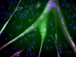 Immortalized Bovine Stem Cells Differentiate to Muscle Cells