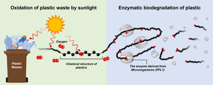 Diagram of the biodegradation process of plastic waste.