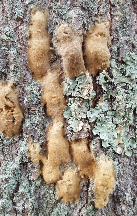 Lymantria dispar egg masses