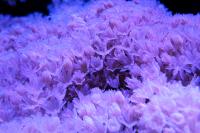 Coral research breakthrough could guide conservation