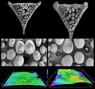 <I>Astatoreochromis alluaudi</I> Teeth
