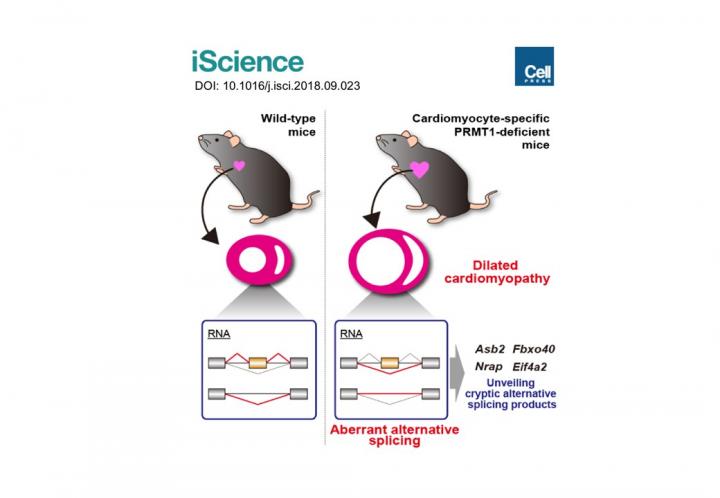 The Role of PRMT1-mediated Alternative Splicing in Dilated Cardiomyopathy