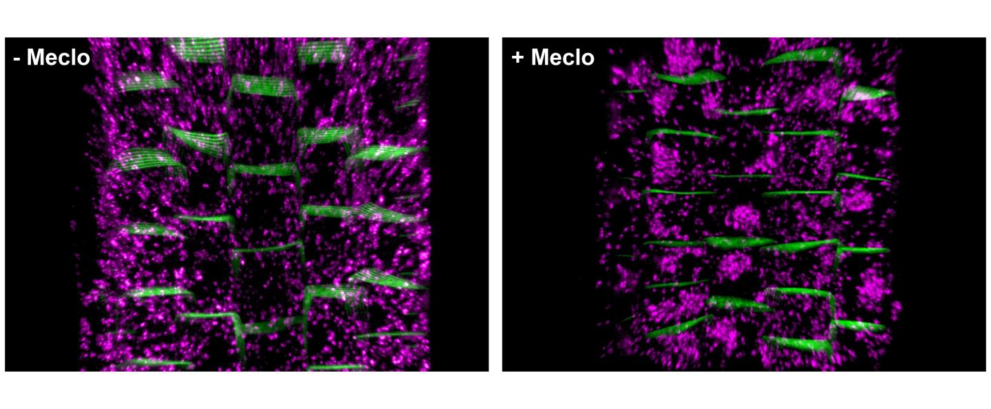 effects of painkiller Meclo