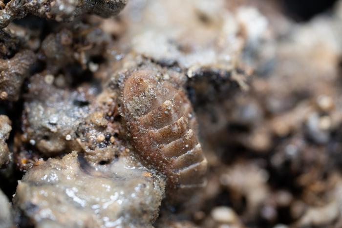 Ischnochiton variegatus from the seabed.