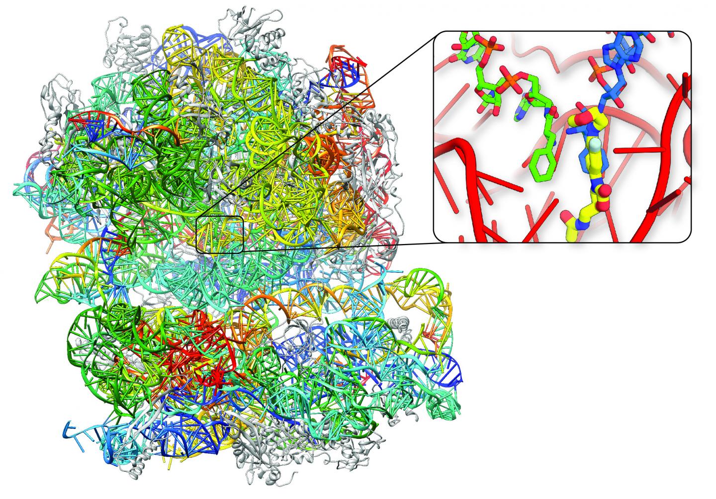 The Protein Making Machine from Golden Staph, the Bacterial Ribosome