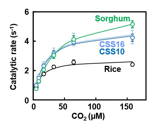 Figure 2: Catalytic Activity of Rubisco