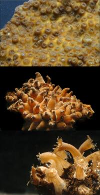 Stony Coral Extinction Behavior