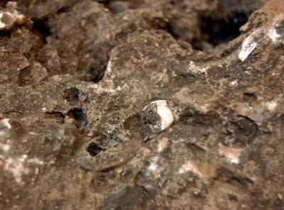 Tooth of a Hominid Embedded in Rock