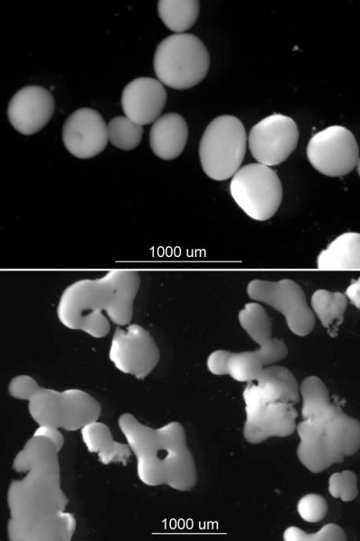 Discovery of How Coral Reefs Adapt to Global Warming Could Aid Reef Restoration (1 of 2)