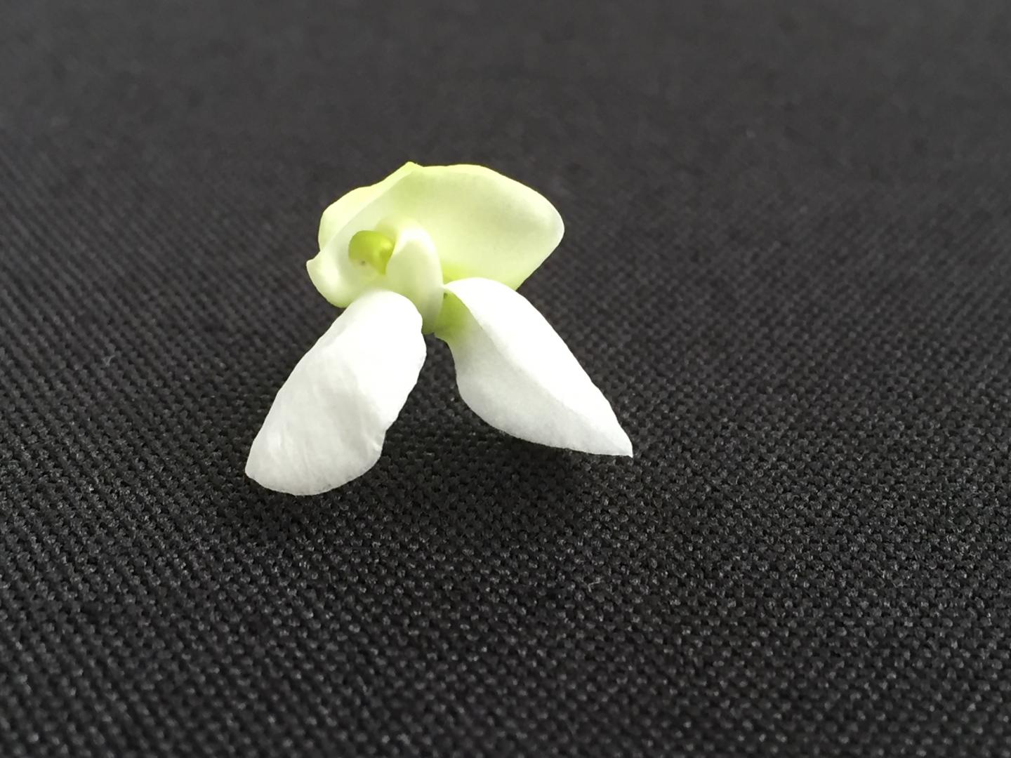 <i>Phaseolus</i> Flower