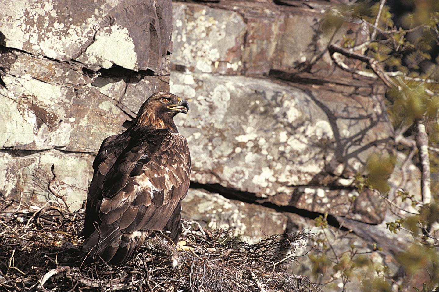 Golden Eagle at nest - Chris Gomersall (rspb-images.com).jpg