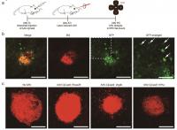 Effects of CRISPR-CjCas9 in the Retina of Mice