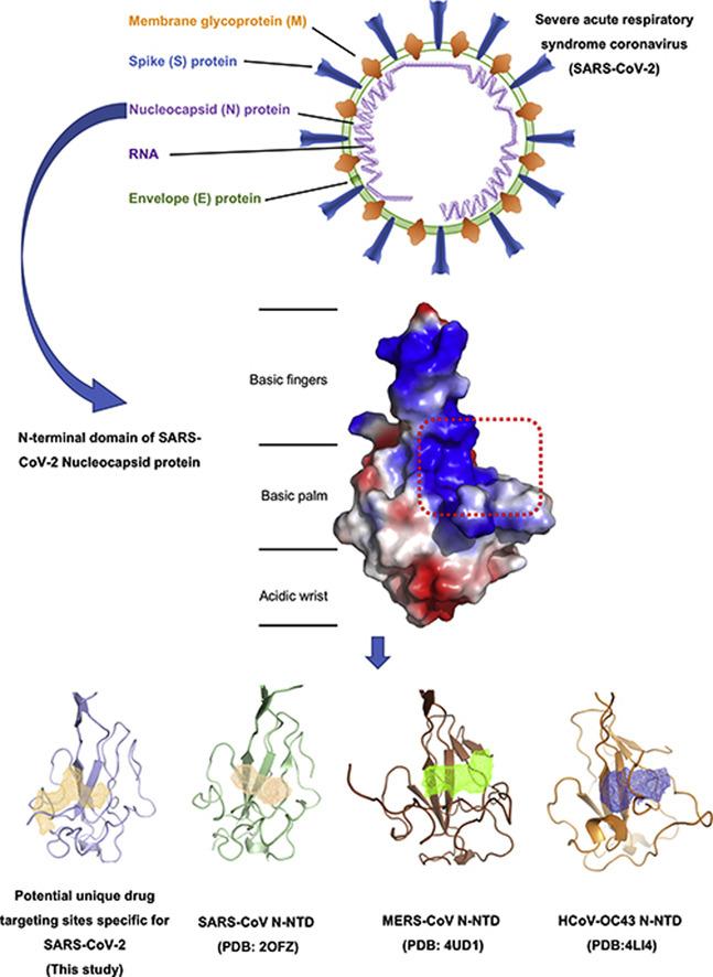 The crystal structure of the N-terminal RNA-binding domain of SARS-CoV-2 nucleocapsid protein