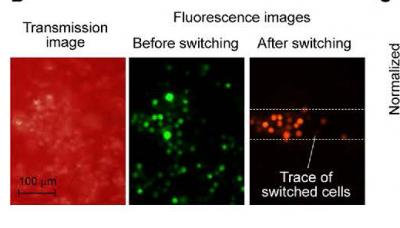 Photoswitching of Cancer Cells in Whole Blood In Vitro
