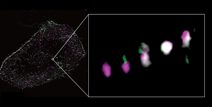 Actin affects the spread of cancer in several ways