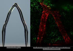 3D Ice Printing can Create Artificial Blood Vessels in Engineered Tissue