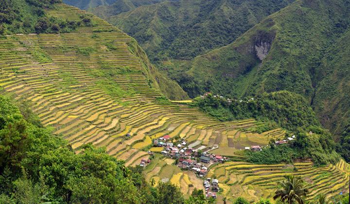 Rice Philippines Terraces