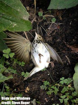 Songbird Window Fatality